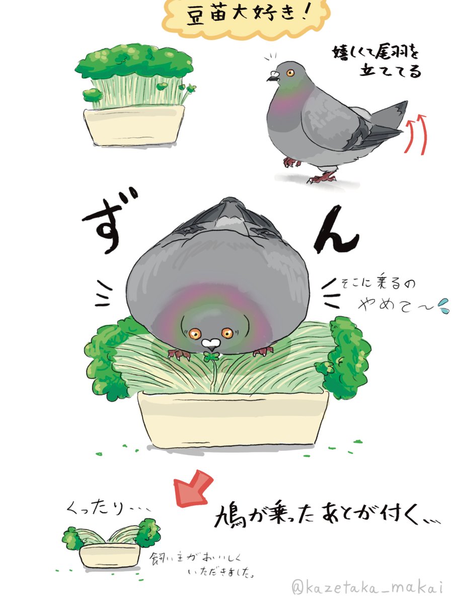 kazetaka_makai's tweet image. 豆苗大好き🍀
❁レース鳩❁ドバト❁カワラバト❁
❁Pigeon❁Dove❁