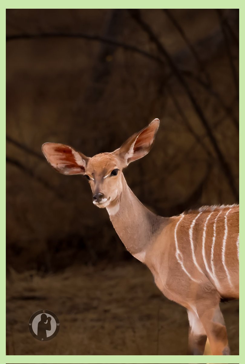 The shy,elegant and elusive Lesser Kudu

Tsavo West National Park,Kenya.