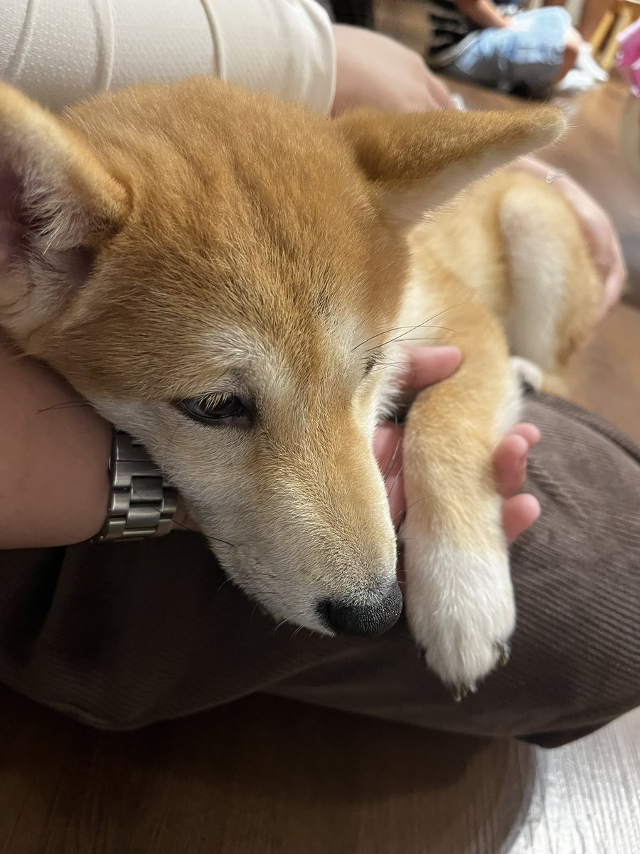 SetsuGi1's tweet image. เมื่อวานออกไปแตะหญ้าฉ่ำๆมาครับ
แวะเข้าคาเฟ่ม๋าชิบะ ม๋าเด็กน่ารักมาก โอ้ยๆๆ ใจ
#ZONATA #SigmaFangs #AnyaAbyzz #L8Nighters