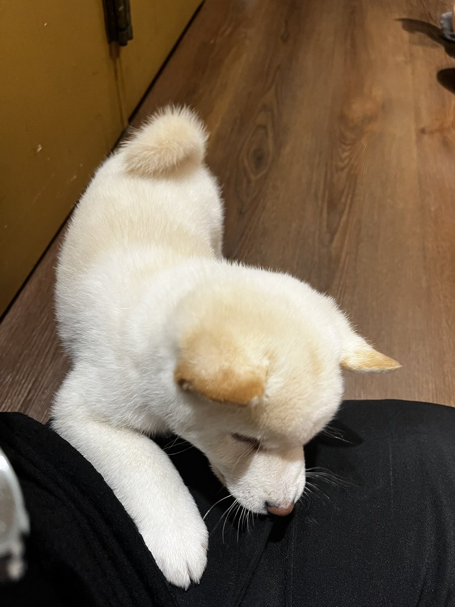 SetsuGi1's tweet image. เมื่อวานออกไปแตะหญ้าฉ่ำๆมาครับ
แวะเข้าคาเฟ่ม๋าชิบะ ม๋าเด็กน่ารักมาก โอ้ยๆๆ ใจ
#ZONATA #SigmaFangs #AnyaAbyzz #L8Nighters