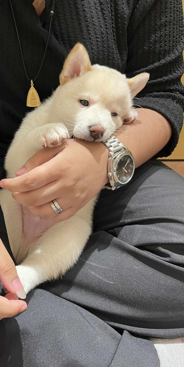 SetsuGi1's tweet image. เมื่อวานออกไปแตะหญ้าฉ่ำๆมาครับ
แวะเข้าคาเฟ่ม๋าชิบะ ม๋าเด็กน่ารักมาก โอ้ยๆๆ ใจ
#ZONATA #SigmaFangs #AnyaAbyzz #L8Nighters