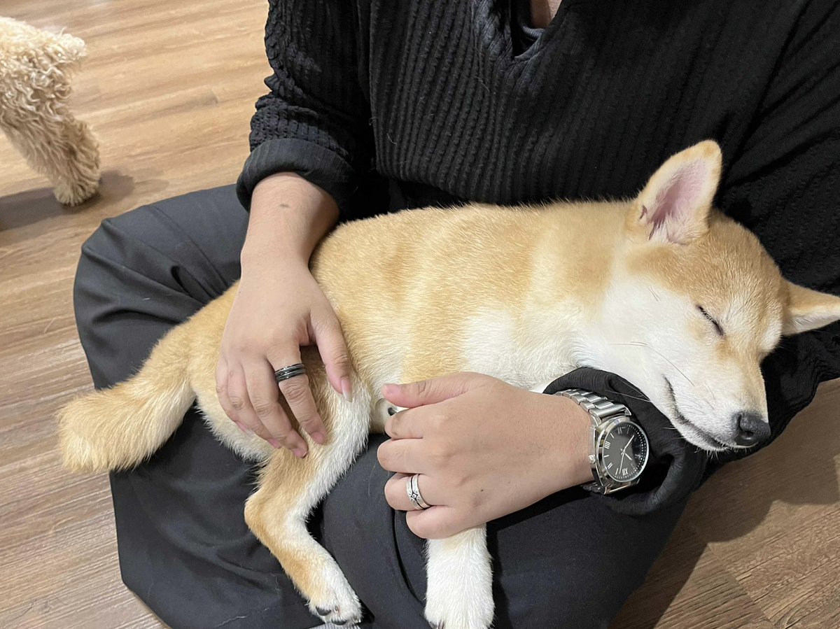 SetsuGi1's tweet image. เมื่อวานออกไปแตะหญ้าฉ่ำๆมาครับ
แวะเข้าคาเฟ่ม๋าชิบะ ม๋าเด็กน่ารักมาก โอ้ยๆๆ ใจ
#ZONATA #SigmaFangs #AnyaAbyzz #L8Nighters