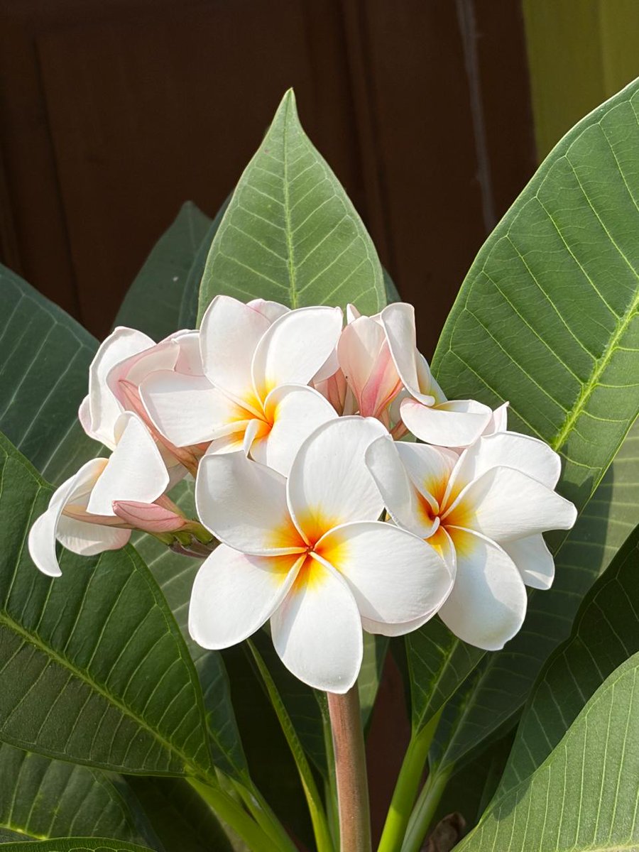 𝐏𝐥𝐮𝐦𝐞𝐫𝐢𝐚