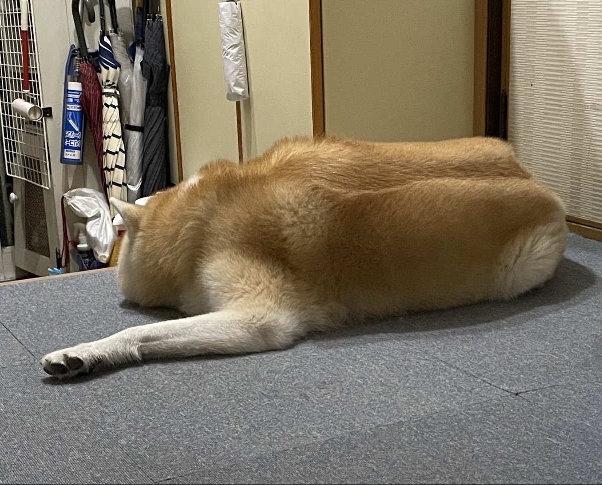 秋田犬 もも (@pepe222momo119) / Posts / X