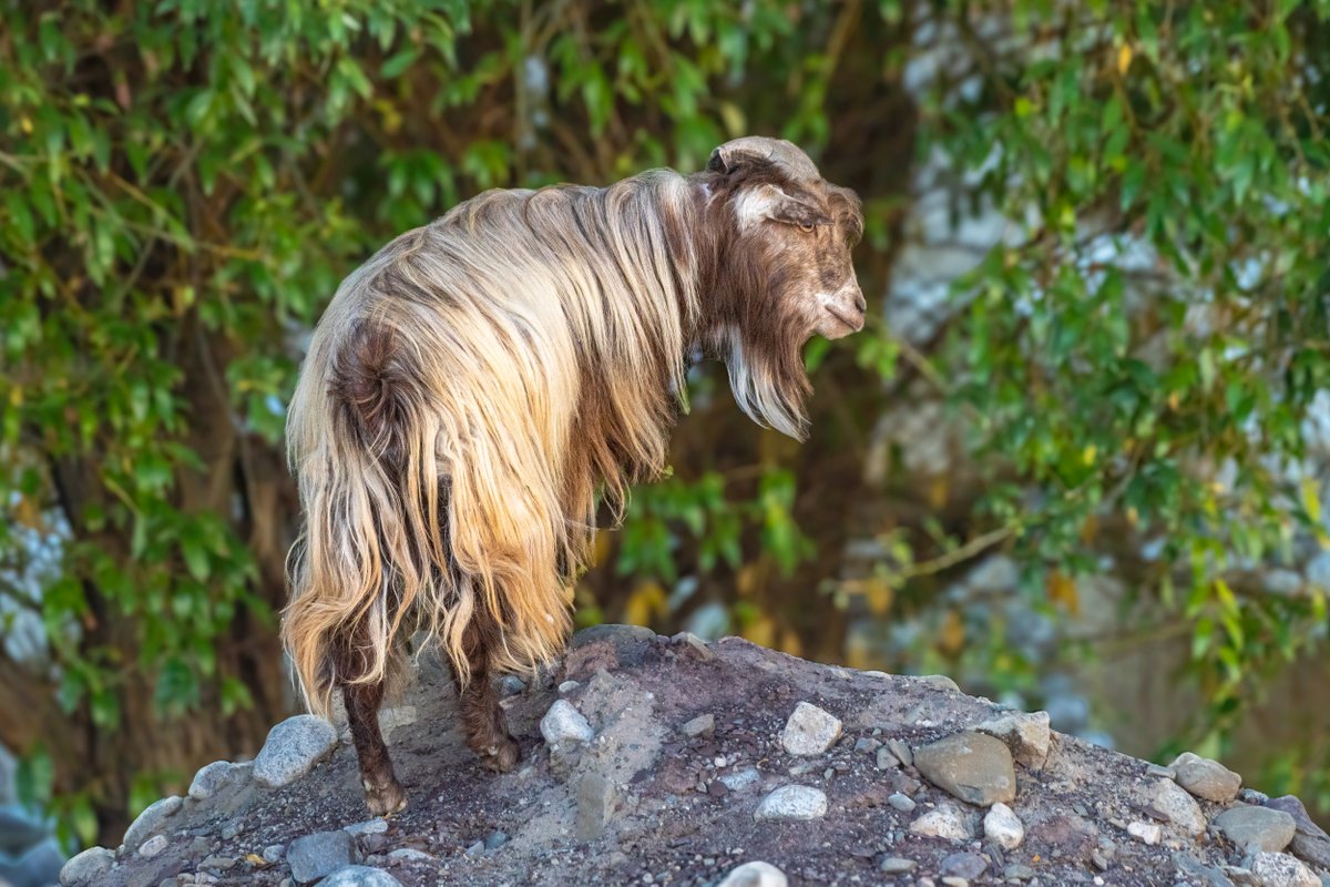 rahul_rajguru's tweet image. Changthangi Goat (popularly known as Pashmina Goat)

The goats that inhabit high plateaus like Ladakh and Tibet produce the best cashmere wool, commonly known as pashmina wool.