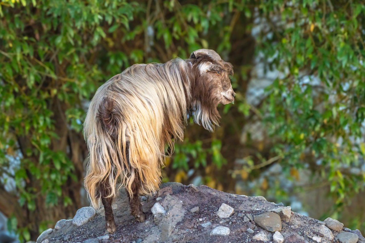 rahul_rajguru's tweet image. Changthangi Goat (popularly known as Pashmina Goat)

The goats that inhabit high plateaus like Ladakh and Tibet produce the best cashmere wool, commonly known as pashmina wool.