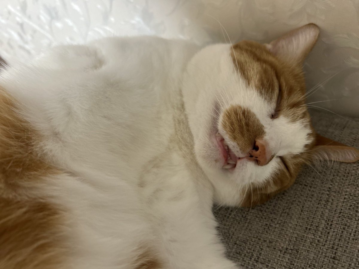 カンナ ページ Webike | PROXXON プロクソン 電動カンナ(24900) | その他工具 通販