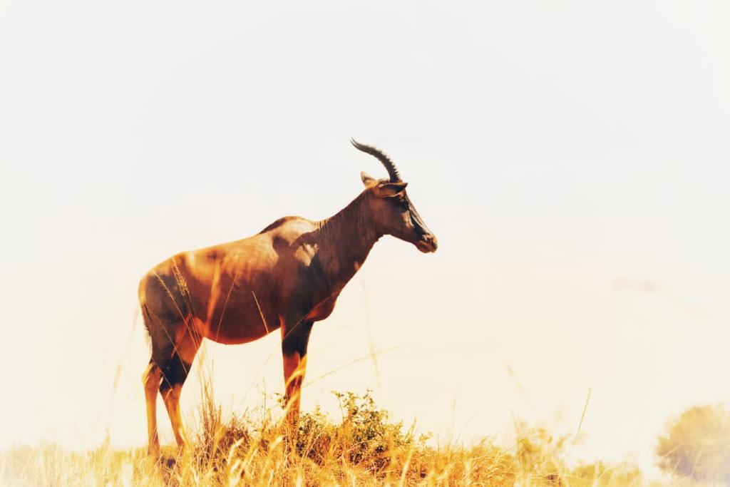As we may all know, #topis are easy to spot on a #safari, especially when they stand on #termitemounds. However, have you ever wondered why they stand on these mounds?💡😊 
We would love to hear from you. Please share your thoughts in the comments section.
#wildlifefacts