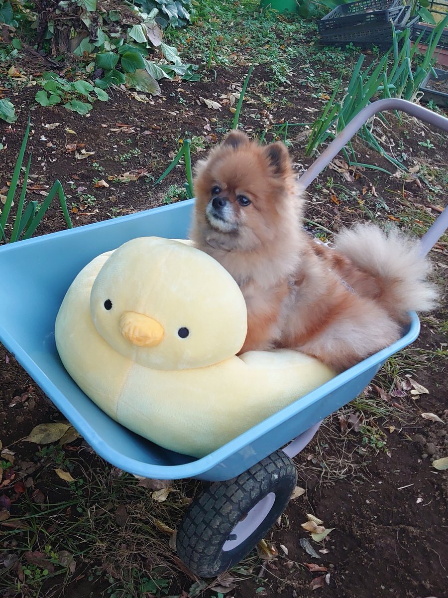 🐾サリーパパ🐾 (@LBxp6S18f98oPGo) / Posts / X