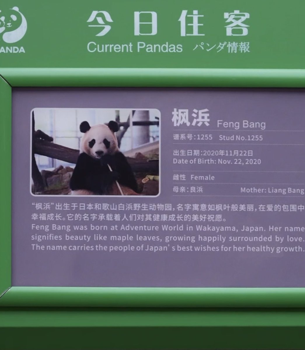 パンダ 8点おまとめリクエスト こひつじパンダ (@kohitsuzipanda) / Posts / X