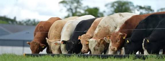 JoelOptimist1's tweet photo. Key Tips Every Livestock Farmer Must Master in 2025

Successful livestock farming is not a game of luck. It is a discipline built on planning, high standards, and constant observation. Farmers who thrive in 2025 will be those who understand that animals respond directly to the quality of management they receive. The following principles provide a strong foundation for profitable and sustainable livestock production.

Choose quality breeding stock rather than cheap animals
The foundation of any livestock enterprise is the genetic quality of the animals you bring in. Cheap stock may look attractive in the beginning, but they drain resources over time through slow growth, poor fertility, and high feed consumption. Superior breeding stock pays for itself by producing healthier offspring, performing well under pressure, and converting feed efficiently.

Understand your market long before you start producing
Production without market planning leads to frustration. Before you invest in animals, take time to identify your buyers, the price cycles, and the logistics involved in delivering your product. When you know where your animals will go and what buyers expect, you can tailor your production to match demand and secure better profits.

Make clean and reliable water a central priority
Water is a silent driver of performance. It affects digestion, milk yield, body temperature regulation, feed intake, and immunity. During hot seasons or when managing pregnant and lactating animals, water needs increase significantly. A constant supply of clean water ensures smooth growth and helps prevent unnecessary health issues.

Invest in proper livestock housing
Good housing creates an environment where animals remain calm, healthy, and productive. It reduces stress, keeps disease pressure low, and makes it easier to monitor animals daily. Poor housing, on the other hand, becomes a silent drain on profitability by increasing disease risk and slowing growth.

Secure a consistent feed supply before bringing in animals
Feed is the single largest cost in livestock production and can account for up to eighty percent of expenses. Many projects collapse not because of disease but due to inconsistent feed availability or sudden price spikes. Always secure your feed supply early and have alternatives ready.

Use technology that matches your capacity to maintain it
Adopting technology only makes sense when you can manage, repair, and sustain it. A simple system that works consistently beats a complex one that breaks down often. Choose equipment that suits your skills, your budget, and the realities of your environment.

Apply modern feeding standards
Growing animals need to consume roughly four percent of their body weight in feed each day, with adjustments made weekly depending on performance. Consistency in feeding produces predictable and reliable growth. Avoid the habit of guessing rations because this leads to wasted feed and uneven development.

Separate animals by age and production purpose
Grouping animals correctly improves feeding efficiency and minimizes competition. Younger animals need different nutritional support compared to mature ones, and separating them helps prevent aggression, injury, and stress. It also strengthens biosecurity by limiting disease transmission between groups.

Maintain a clean and dry environment
Cleanliness is the cheapest form of disease control. Dirty or wet floors create a breeding ground for pathogens that attack the respiratory system, hooves, and digestive tract. Keeping the environment dry, improving airflow, and maintaining clean bedding significantly improve productivity.

Focus on preventing diseases instead of treating them
Preventive health is more economical than curative health. A strict program of vaccination, deworming, pest control, stress reduction, and daily cleaning reduces the chances of outbreaks. A structured health calendar ensures that nothing is forgotten and that animals stay strong all year
