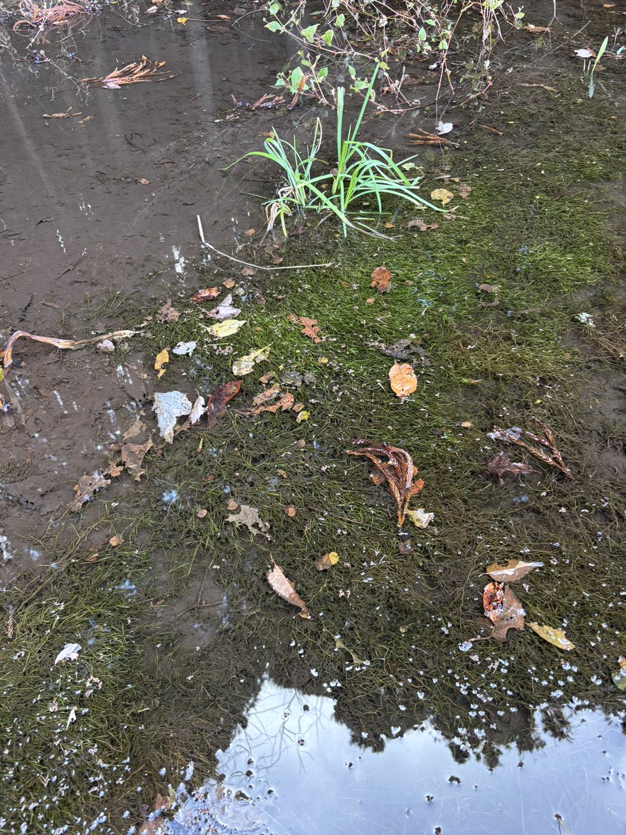 水田の隣の湧水溜まり、すげー良く見るとイネネクイが付いてる