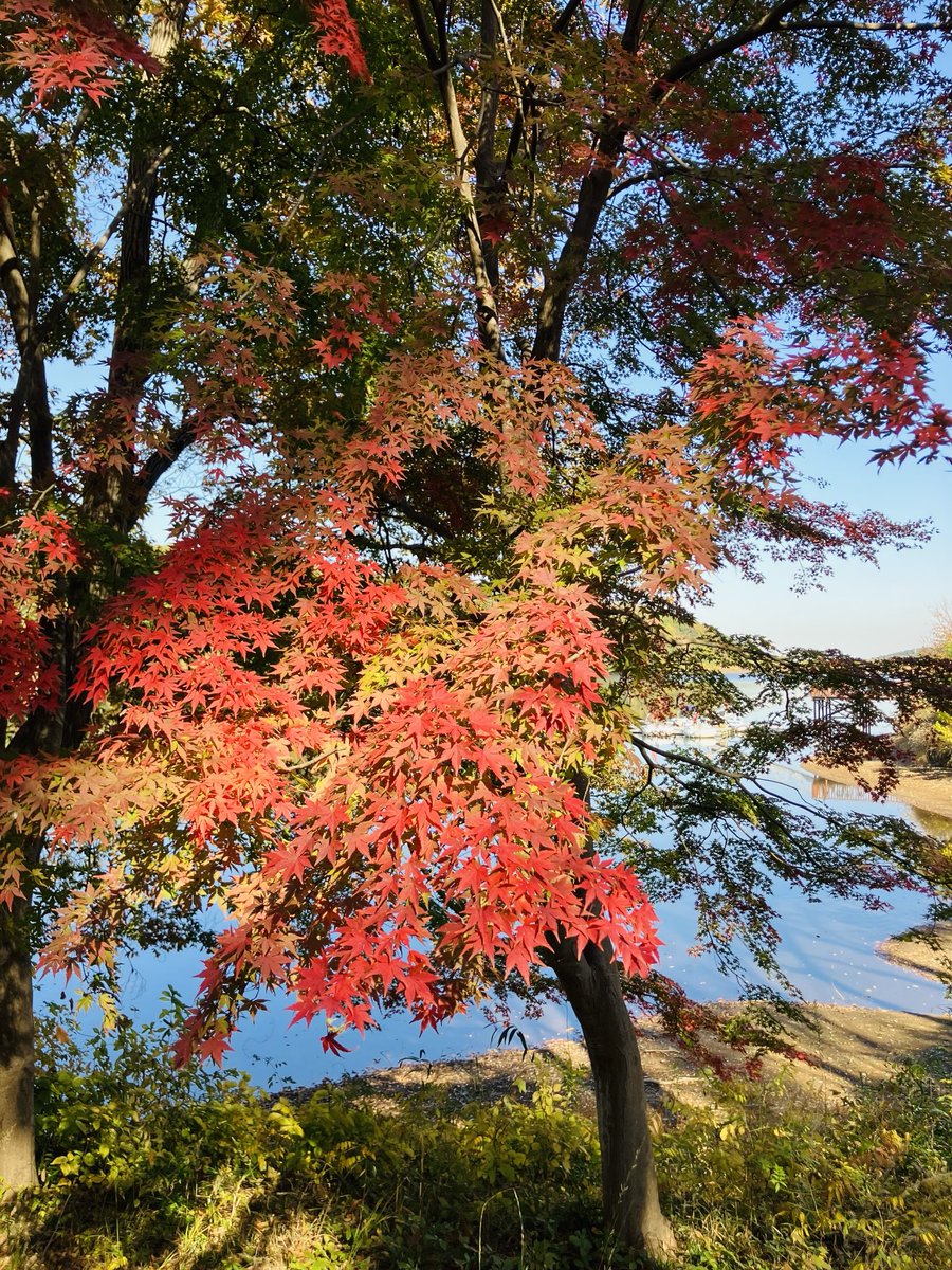 紅葉のメッツァヴィレッジ🍁
平日なのに結構賑わってた
宮沢湖一周したかったけどスタートが遅かったのとやっぱちょっと怖かったので断念(＠_＠;)この辺は🐻目撃情報はないらしいけど💦