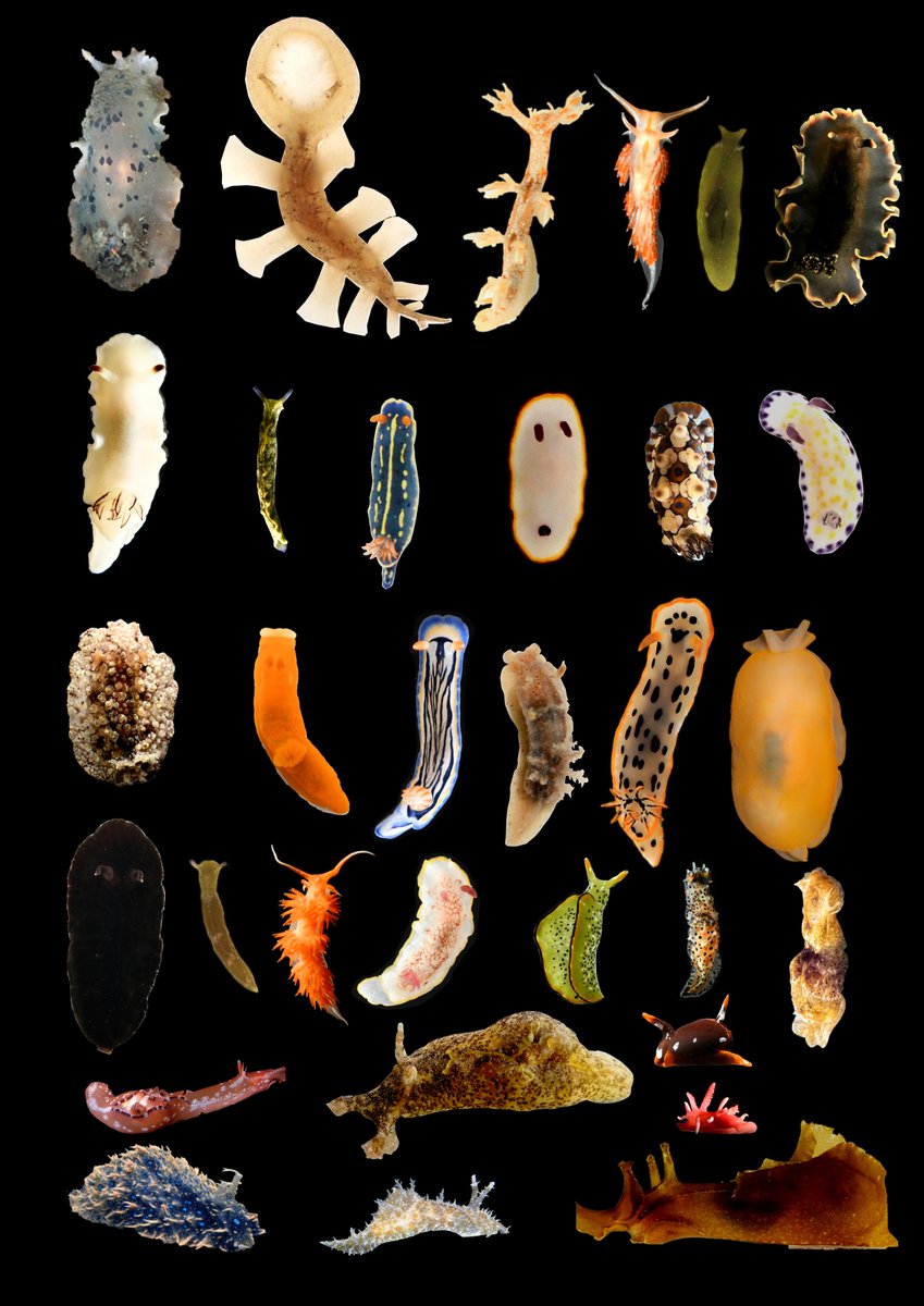 ぺっちゃん🍣(旧ぴー) (@yumittpe) / Posts / X