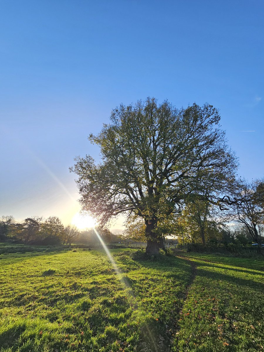 annaJones980's tweet image. Morning ✨️

 #TreeClub 🌳