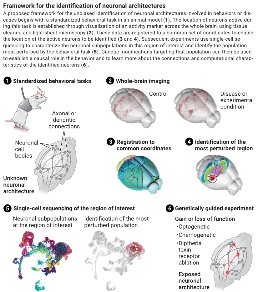 Comparative whole-brain and single-cell analyses are identifying neurons orchestrating neurological functions.

Learn more in a new #SciencePerspective: scim.ag/3WMwLDR