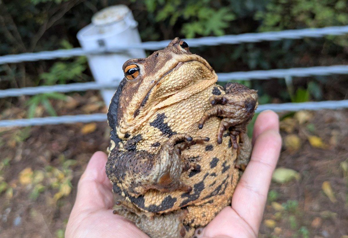 道路でぼんやりするカエルを茂みに戻す会