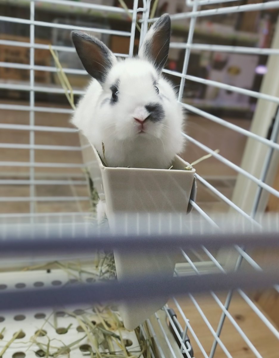 ジャストフイットしますね。そのうち大きくなって、入れなくなりました