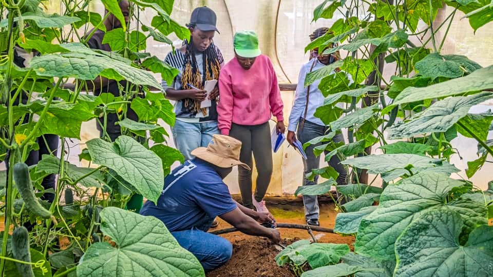 NjengaGreens's tweet image. #NjengaGreens, in partnership with @EarthEnable, conducted the second training for their team. The focus this time was on fertigation and record-keeping, the real drivers behind smart greenhouse success. 

Together we are learning, applying &amp;amp; growing. 

#SmartFarming #AgExtension
