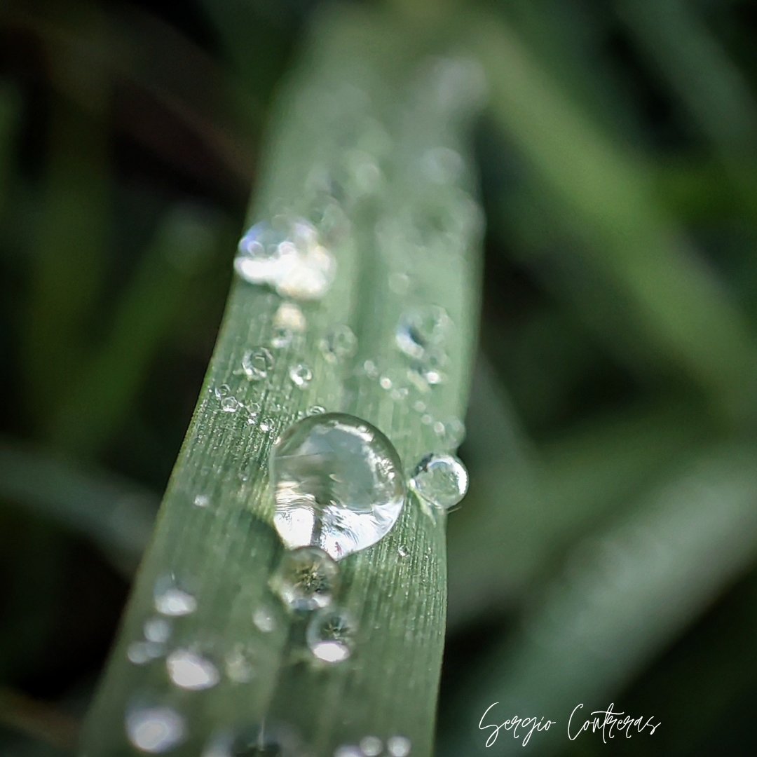 SergioCon34's tweet photo. Amo lo pequeño, aquello que está ahí para todos pero que solo algunos sabemos apreciar y valorar.
Feliz lunes !!
#SuperMacro
📱 https://t.co/UZZG7mHLvy