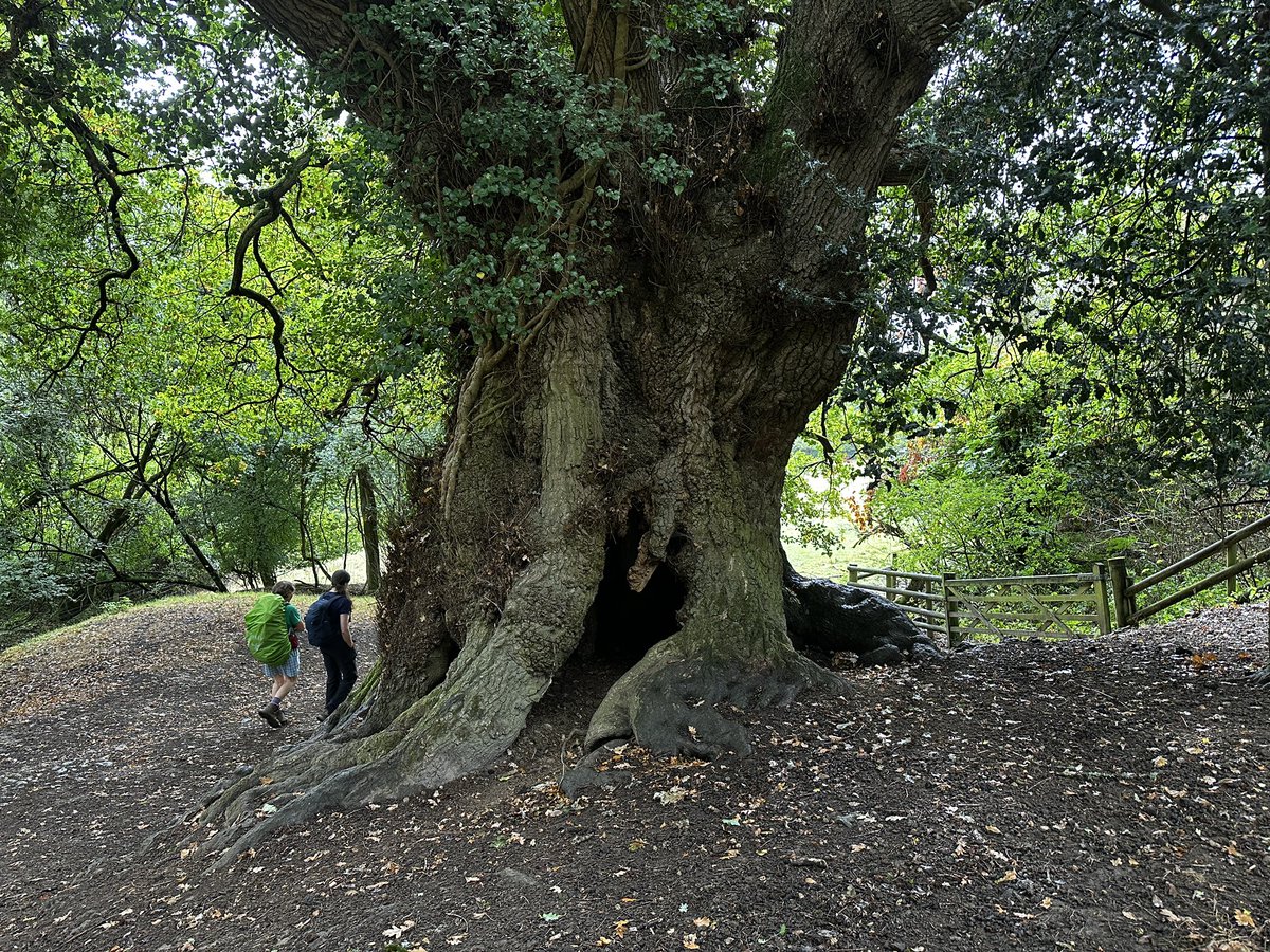 wessexwildlife's tweet photo. @TiCLme A yew and a superb oak on the Welsh Marches #realitree https://t.co/vBgqGuVdHE