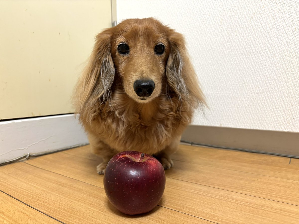 tibi_makiusa's tweet image. 11月17日、お母ちゃんが長野県産の『しなのほっぺ』っいう、大阪府では滅多に売ってないリンゴを買ってきてくれたよ‼️
すっごく鮮やかな真っ赤な🍎
いっただきまーす💕
#犬好きさんと繋がりたい