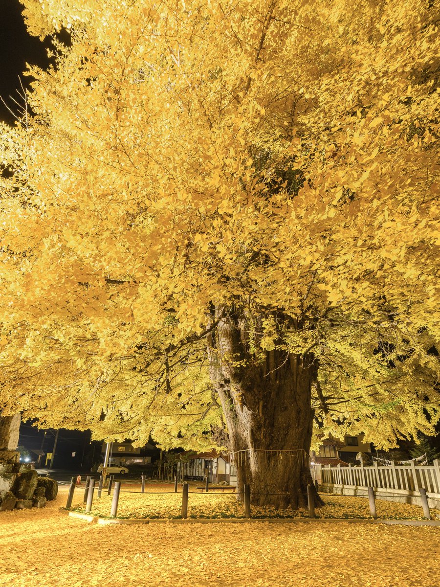 広島にある樹齢1100年の大イチョウ