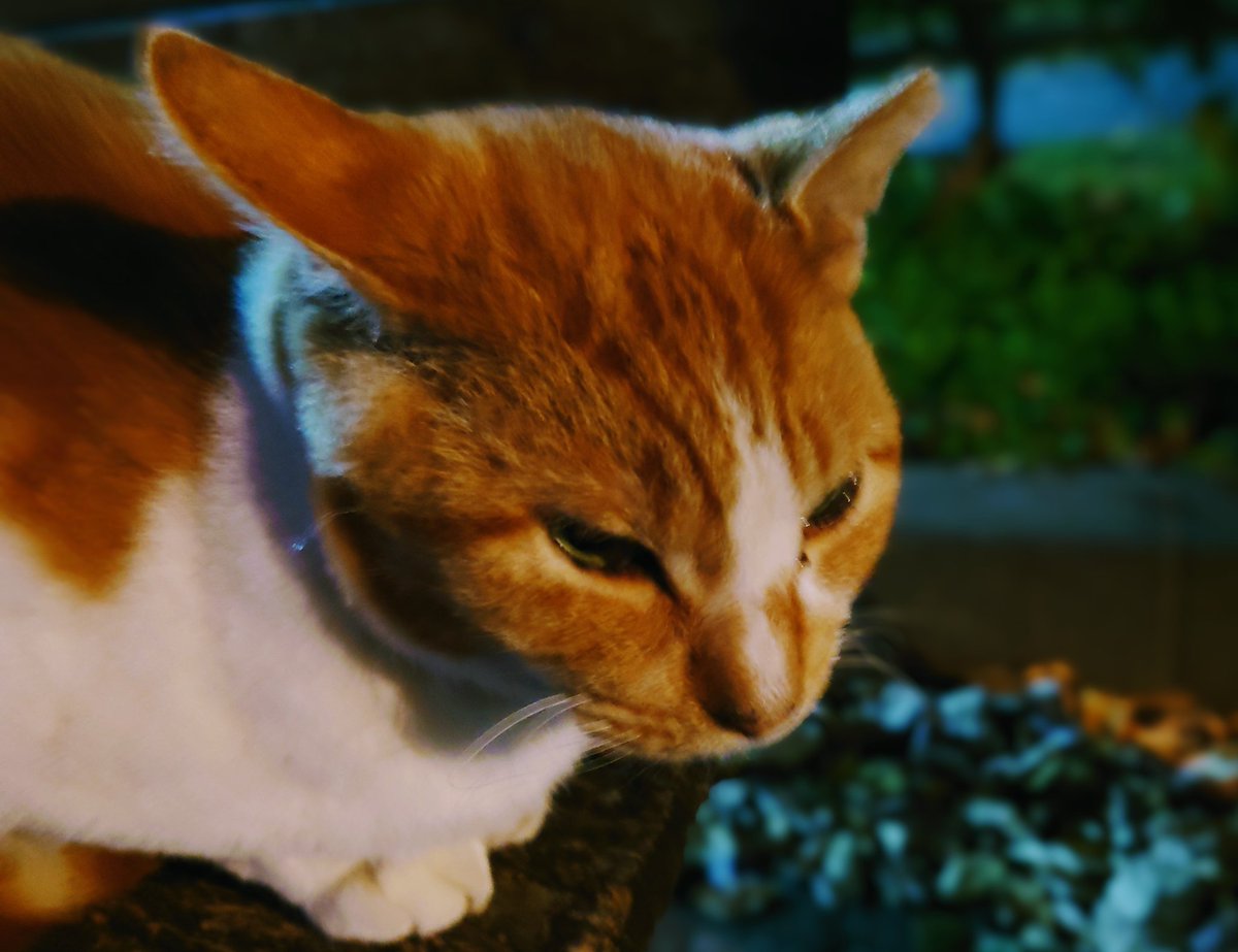 micae_bloom's tweet photo. この前は、茶トラさんのご機嫌が良かったです😺 https://t.co/3QdeCNvEJg