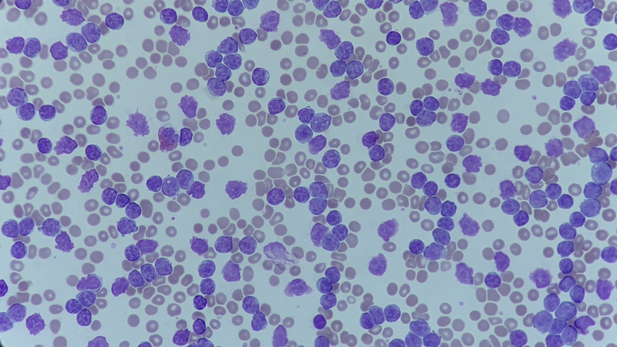 Only Cells tweet media