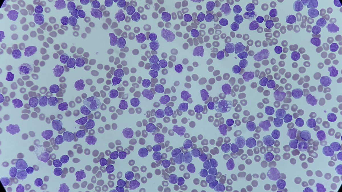 Only Cells tweet media