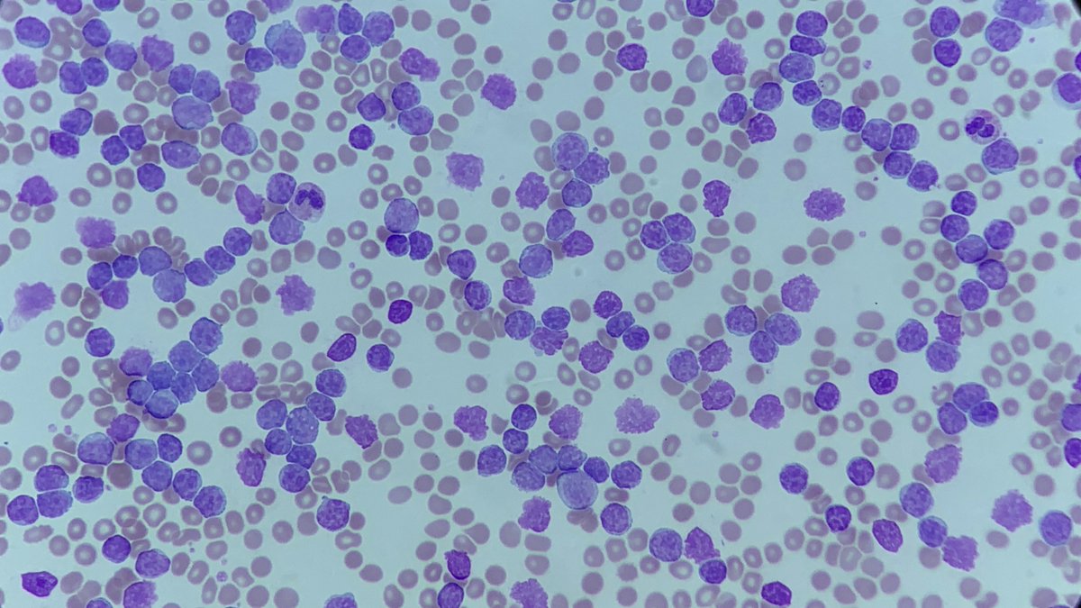 Only Cells tweet media