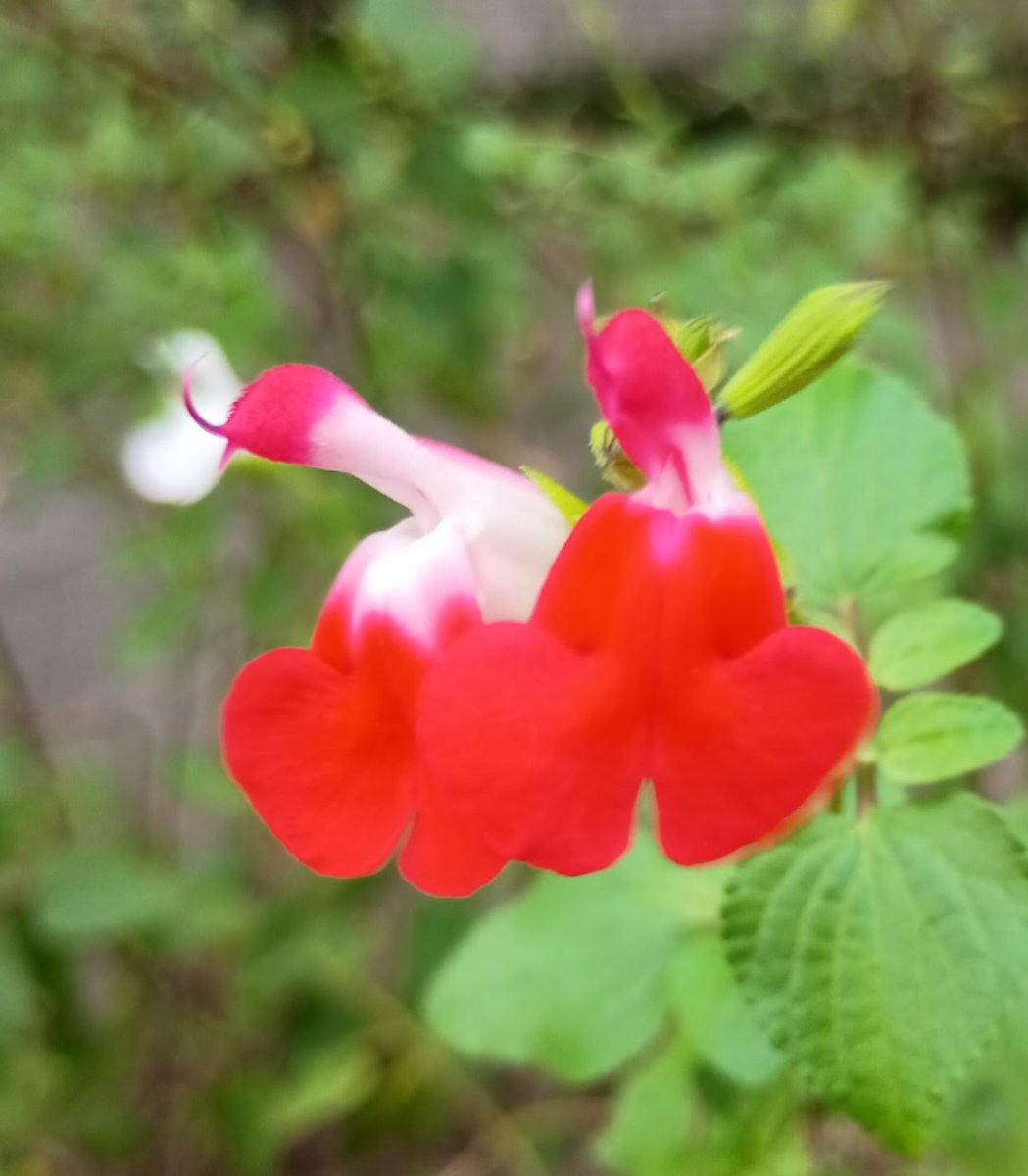 こんばんは #チェリーセージ メキシコ、アリゾナ州原産 シソ科アギギリ
