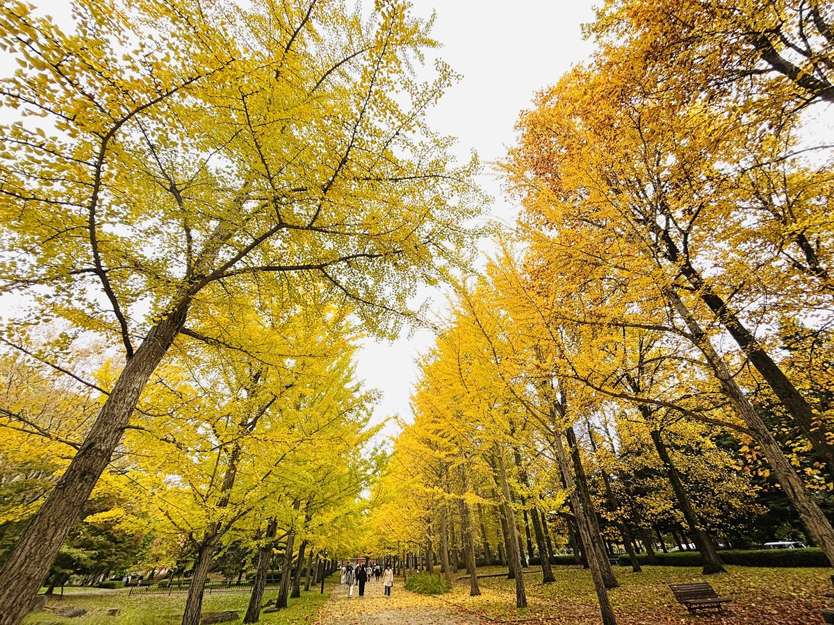 QbqWtAudf36HT2V's tweet image. 宮城、山形の旅
11/1 四日目④

やはり天童市に来たら
ここにも立寄らないと
お米さんとしてはね😅
残念、見たかったものは
見れませんでした😭

目当ての銀杏並木は
見頃で、とても綺麗でした
#山形県総合運動公園
