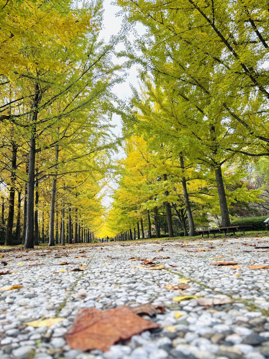 QbqWtAudf36HT2V's tweet image. 宮城、山形の旅
11/1 四日目④

やはり天童市に来たら
ここにも立寄らないと
お米さんとしてはね😅
残念、見たかったものは
見れませんでした😭

目当ての銀杏並木は
見頃で、とても綺麗でした
#山形県総合運動公園