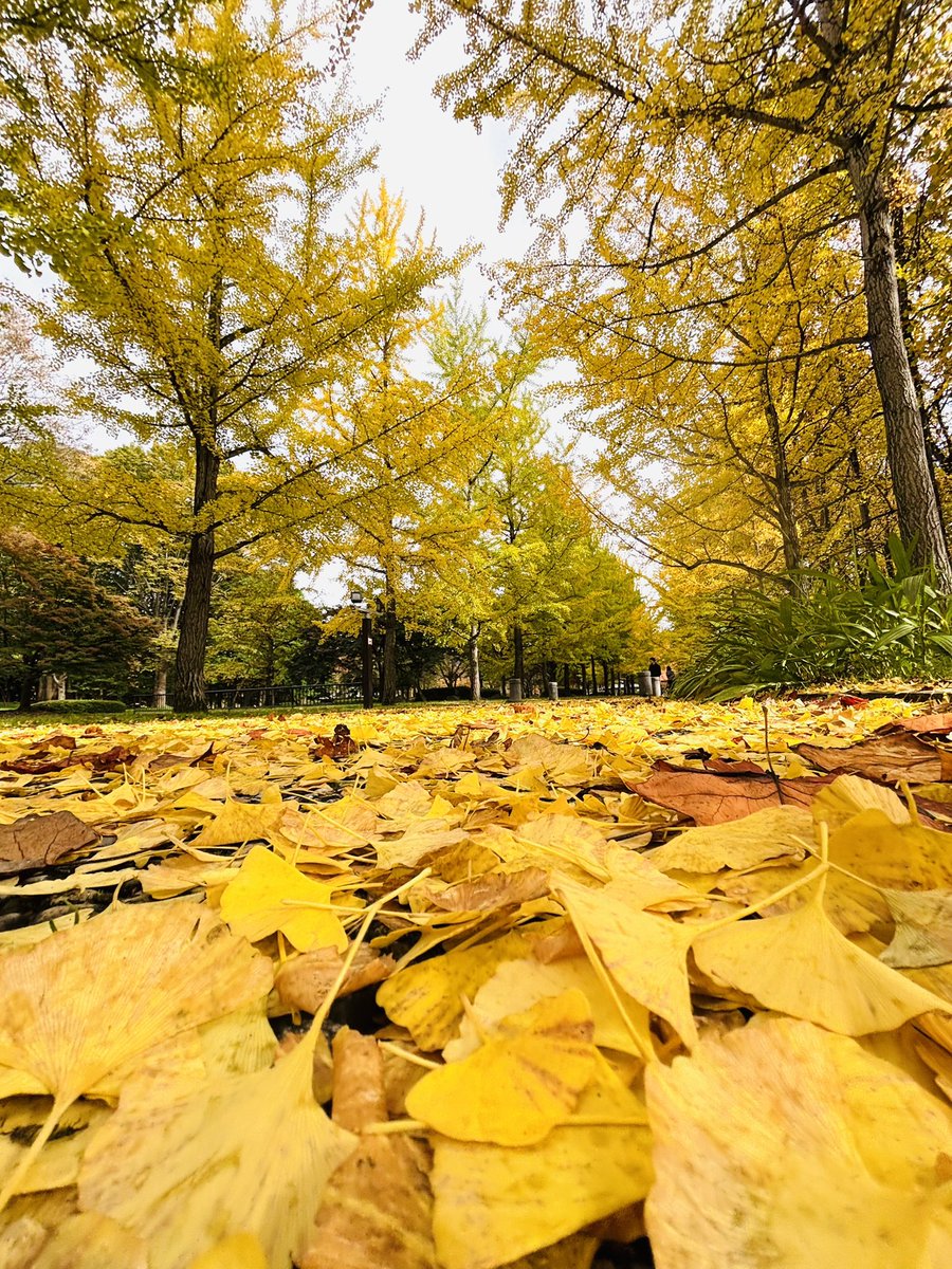 QbqWtAudf36HT2V's tweet image. 宮城、山形の旅
11/1 四日目④

やはり天童市に来たら
ここにも立寄らないと
お米さんとしてはね😅
残念、見たかったものは
見れませんでした😭

目当ての銀杏並木は
見頃で、とても綺麗でした
#山形県総合運動公園