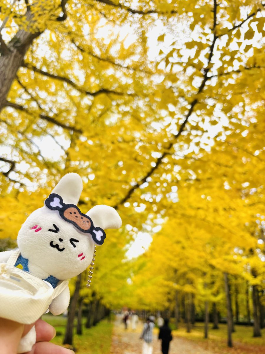 QbqWtAudf36HT2V's tweet image. 宮城、山形の旅
11/1 四日目④

やはり天童市に来たら
ここにも立寄らないと
お米さんとしてはね😅
残念、見たかったものは
見れませんでした😭

目当ての銀杏並木は
見頃で、とても綺麗でした
#山形県総合運動公園