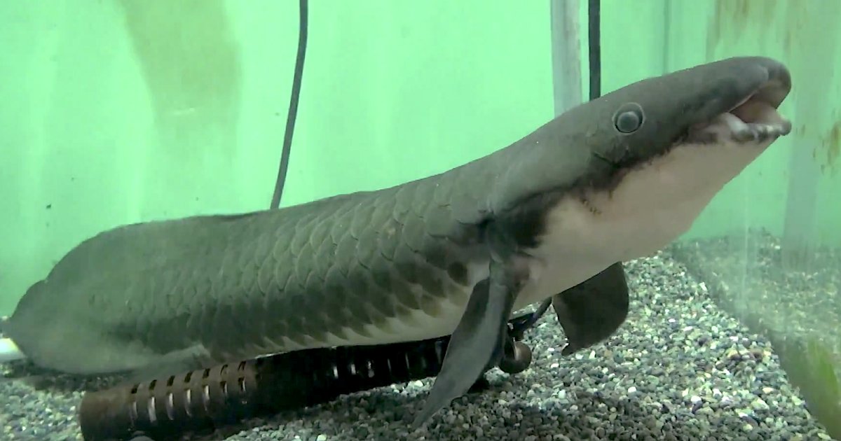 だいぶ可愛くデフォルメしてるなｗ