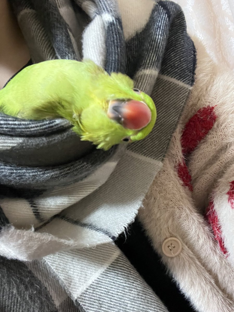 とろけるワカケ

#ワカケ