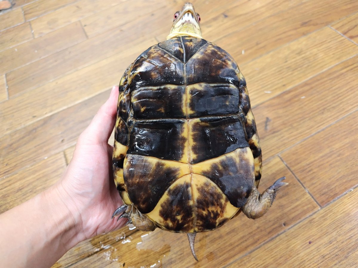 ✨入荷✨

・トウブハコガメ(メス)
しっかり飼い込まれて立派に育ったメスです！

電話、メールでのお問い合わせお待ちしてます❗️
よろしくお願いします☀️