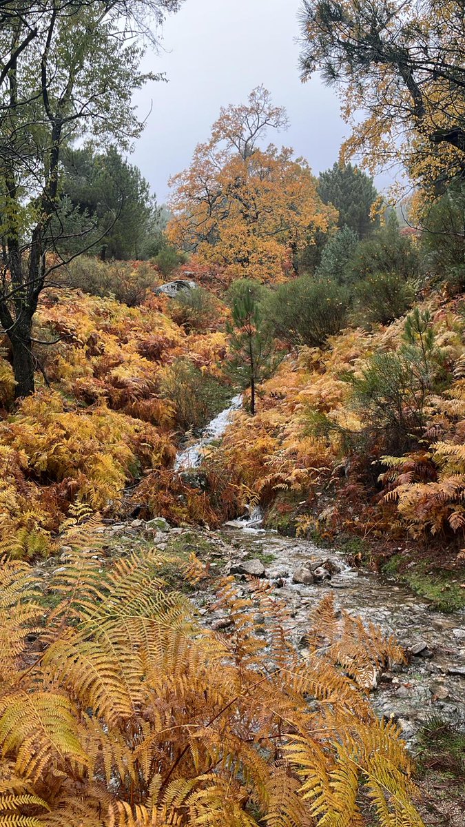 🍁 Os deseamos una feliz semana desde la sierra de la Adrada con un paisaje típicamente otoñal. #Ávila