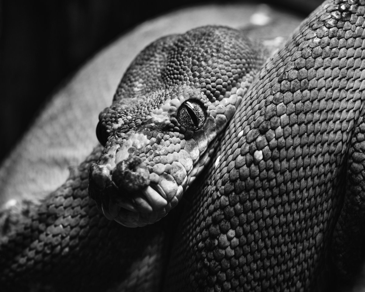 lowbassphotog's tweet image. You wish you could be this statuesque while napping.
#greentreepython #moreliaviridis #morelia #photography #wildlifephotography #animalphotography #reptile #reptilephotography #herpetology #wildreptiles #naturephotography #wildlife #apppicoftheweek #canonfavpic #captureone