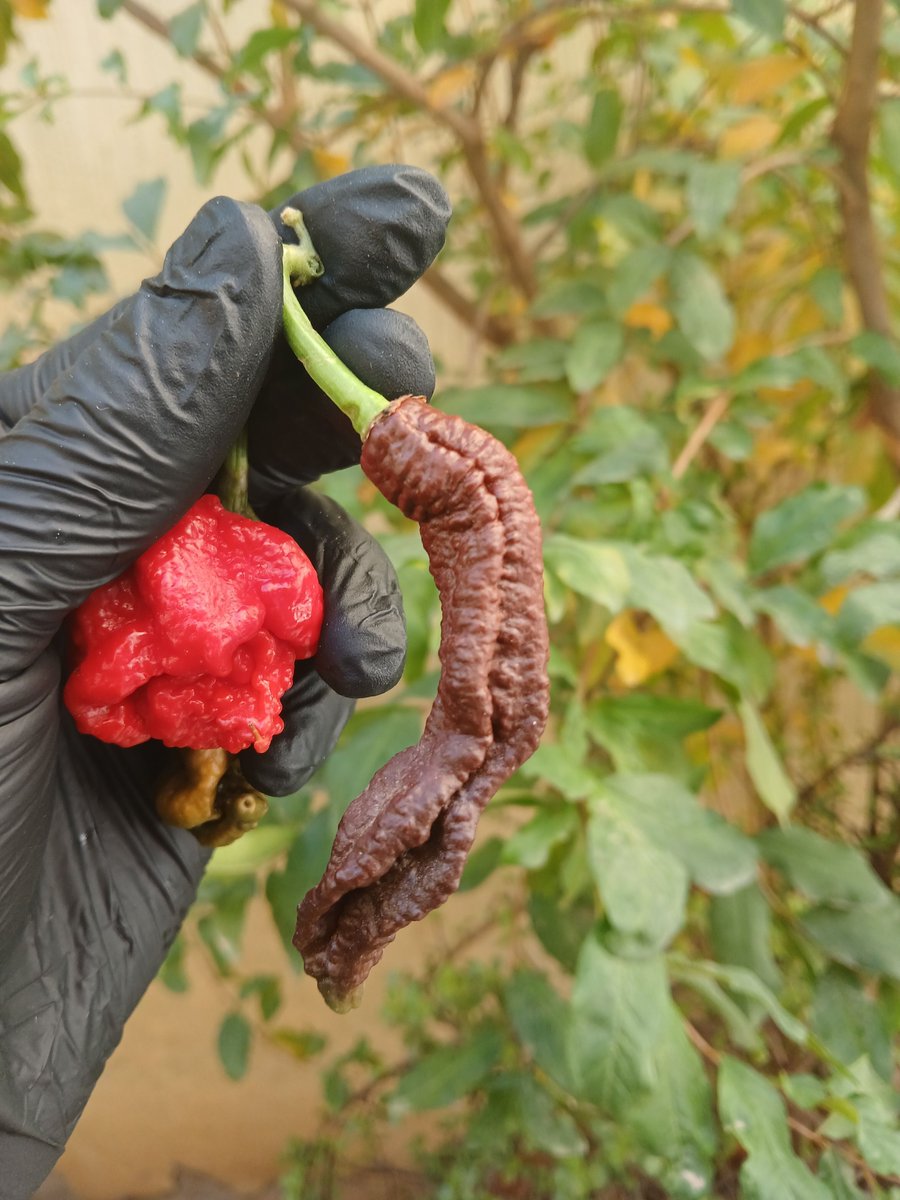 chillifoundry's tweet photo. Red, chocolate, and golden #Primotalii 🌶️✨ — three colours, one mission: maximum heat.

Ranging from 1M to 2.2M SHU, these fierce pods are known to rival the famous #CarolinaReaper with their fast, razor-sharp burn. 🔥

Some say they’re even hotter… 😳🔥

​​#Chillifoundry https://t.co/vpTirhvDgQ