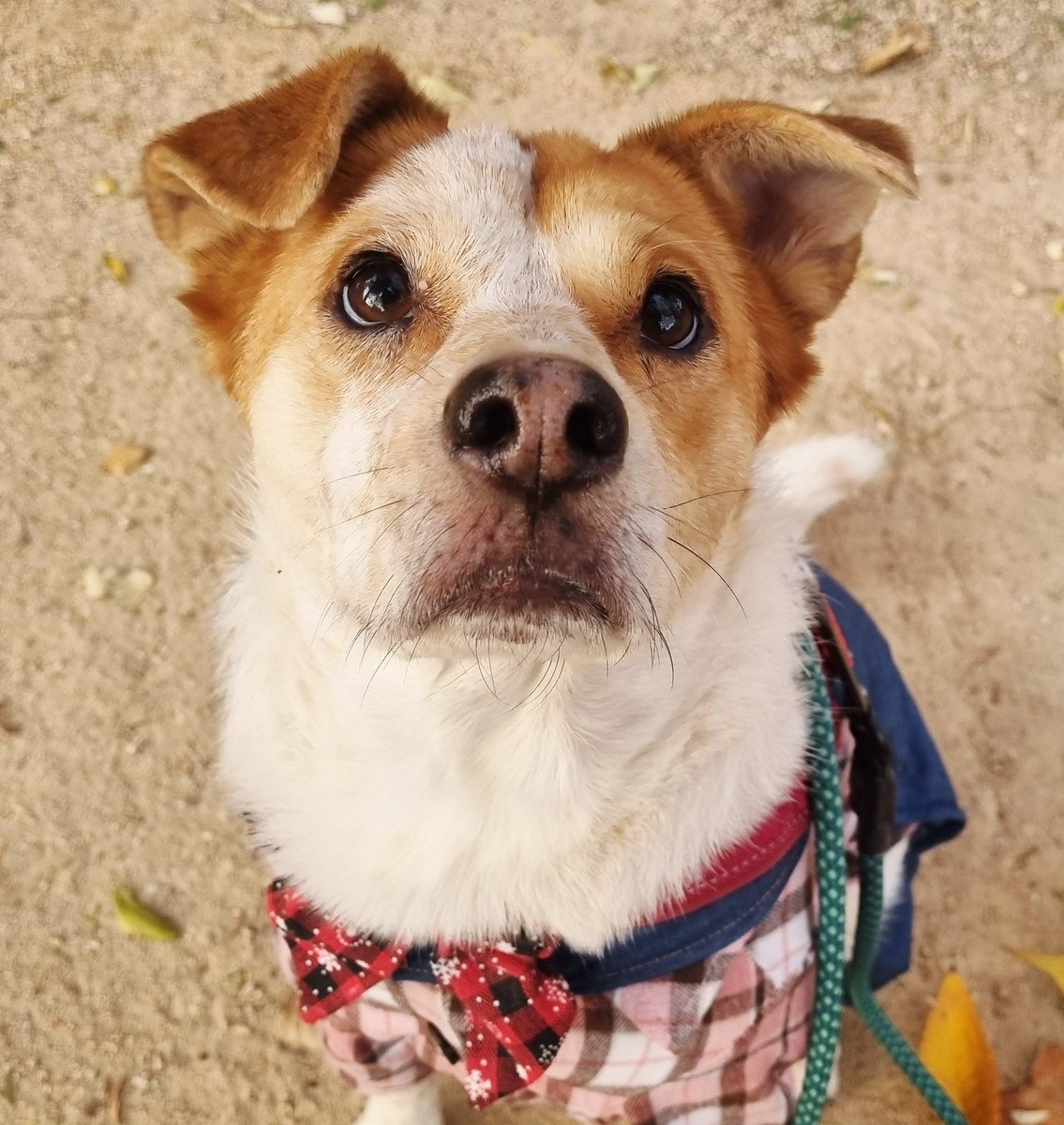 같은 강아지가 왜케 의젓 / 애기애기할까요
마일로는 쫌 못생기게도 나오고 잘생기게도 나오고 귀엽게도 나오는디
모두 진실한 마일로의 얼굴입니다..

실물을 귀여움 모드가 실생활의 80%

#가족찾는마일로