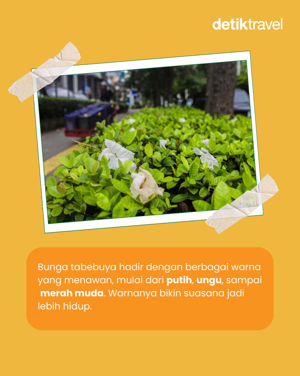 detikTravel's tweet photo. Siapa bilang lihat 'sakura' harus jauh-jauh ke luar negeri? 🌸😉

Bunga tabebuya yang mekar di Cikini bikin suasana jalanan terasa lebih hangat dan fotogenik. Warnanya yang lembut dari putih sampai pink, bener-bener menyegarkan mata deh!

#detikTravel #Tabebuya #Jakarta #Cikini https://t.co/F6L3ne0EF8