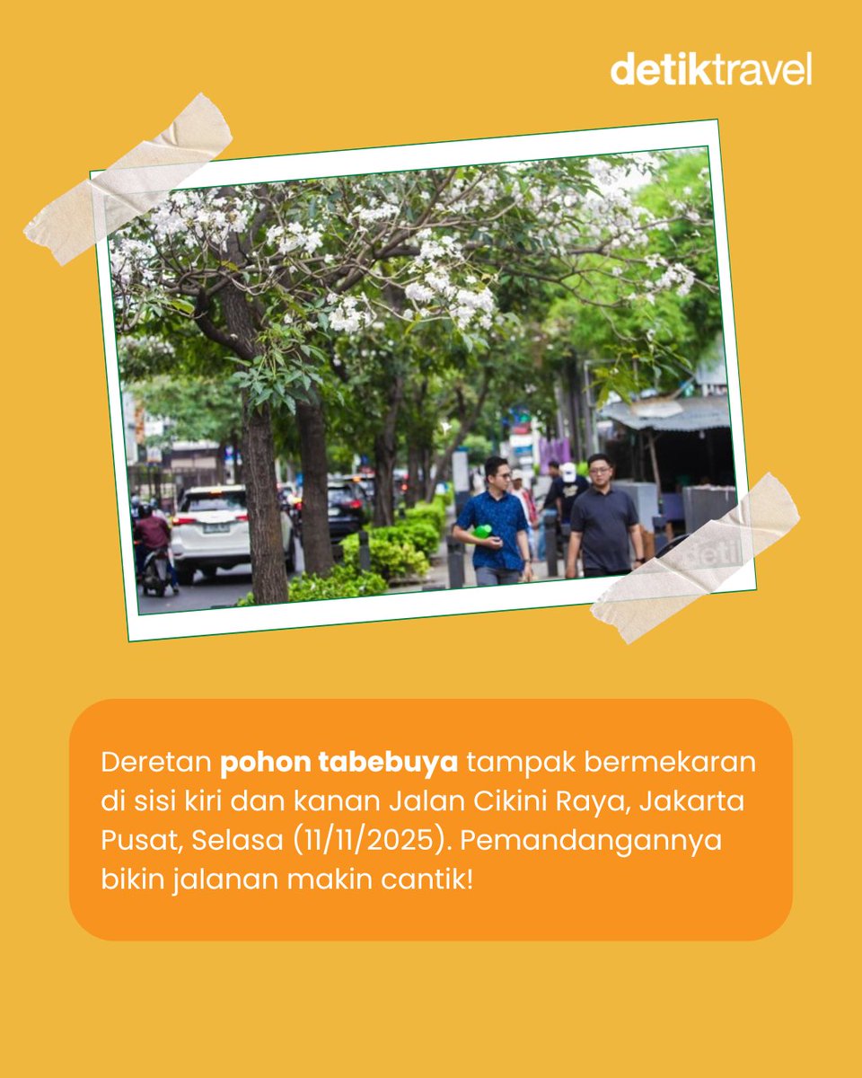 detikTravel's tweet photo. Siapa bilang lihat 'sakura' harus jauh-jauh ke luar negeri? 🌸😉

Bunga tabebuya yang mekar di Cikini bikin suasana jalanan terasa lebih hangat dan fotogenik. Warnanya yang lembut dari putih sampai pink, bener-bener menyegarkan mata deh!

#detikTravel #Tabebuya #Jakarta #Cikini https://t.co/F6L3ne0EF8