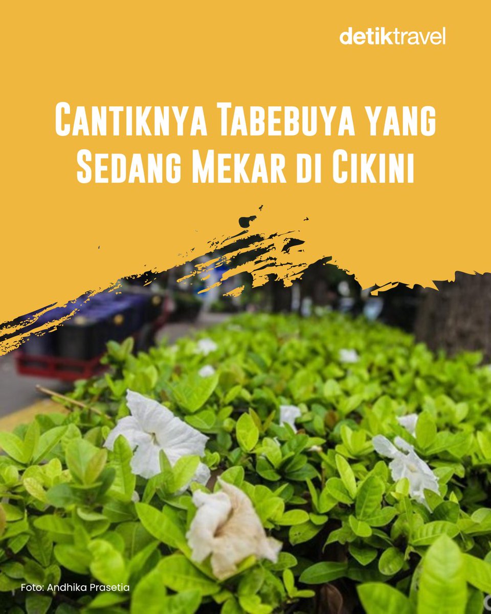 detikTravel's tweet photo. Siapa bilang lihat 'sakura' harus jauh-jauh ke luar negeri? 🌸😉

Bunga tabebuya yang mekar di Cikini bikin suasana jalanan terasa lebih hangat dan fotogenik. Warnanya yang lembut dari putih sampai pink, bener-bener menyegarkan mata deh!

#detikTravel #Tabebuya #Jakarta #Cikini https://t.co/F6L3ne0EF8