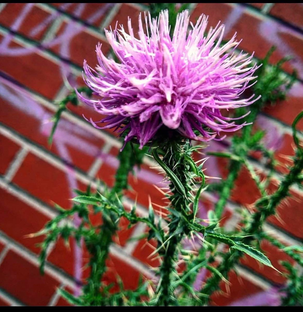 ForMaa2023's tweet image. I have so much to say. So much to write. 

I am also required to be highly attuned to, and cognizant of, the very fine line I am teetering on. Of what can or cant be said. What should be said or shouldnt. When to say it or when not to. Why or why not. Balancing myself as my spin…