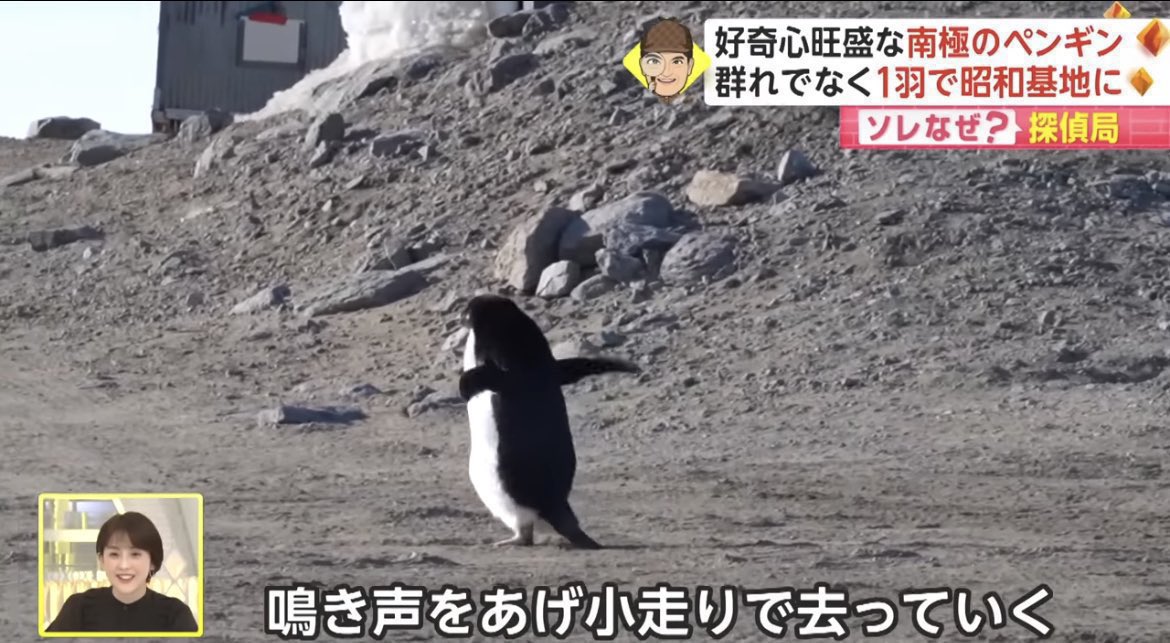 sio倉わか tweet media