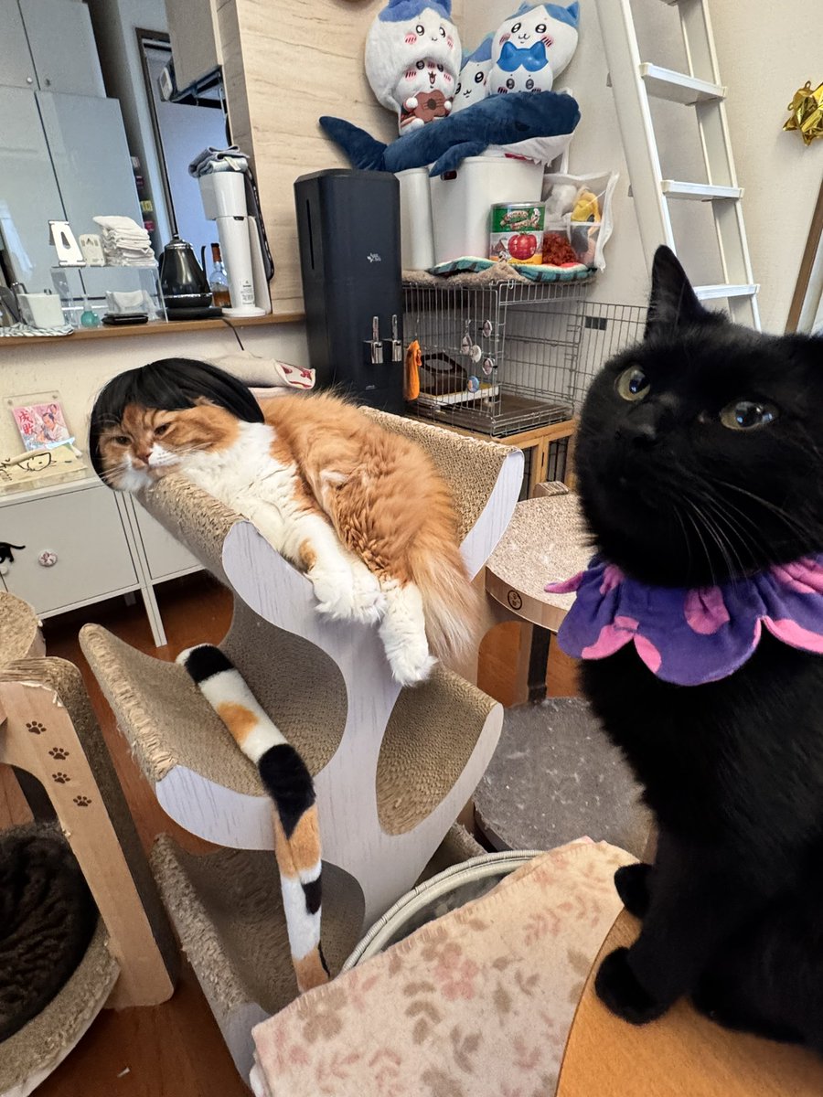 komakotakoyukote (@komakotakoyu) / Posts / X