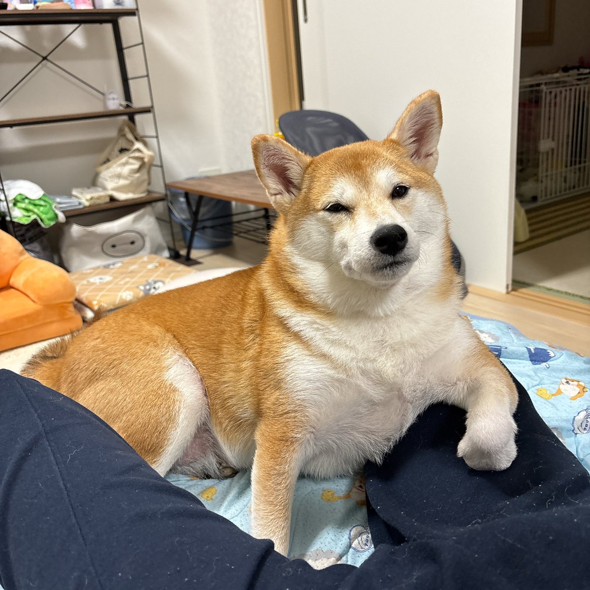 KoMacHi_1809's tweet photo. うちの可愛い姫🐕❤️
偉そうな態度がとても気に入ってる🤣
(人��だったら手が痺れる)

#柴犬が好きすぎるで使っていいよ 
#豆柴小町 #豆柴のいる暮らし https://t.co/x3ZeF0li7z